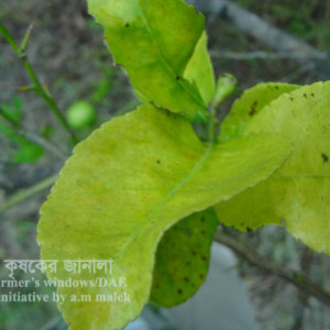 লেবুর গ্রিনিং রোগ